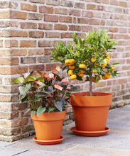 Carica l'immagine nel visualizzatore di Gallery, VASO MITU PAC CON FORI