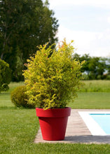 Carica l'immagine nel visualizzatore di Gallery, VASO IKON